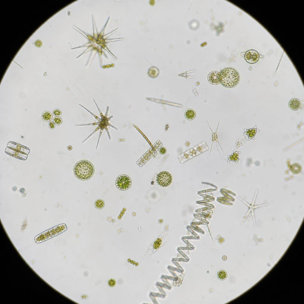 Phytoplankton Ein Bild zum Thema Phytoplankton im Umwelt Kontext